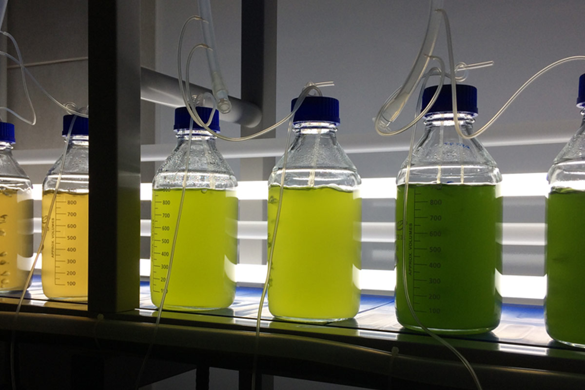 Challenge enhancemicroalgae